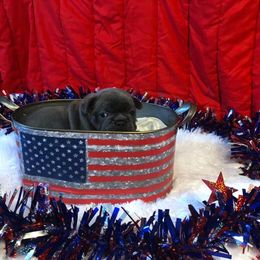 Bulldog and French Bulldog Puppies from Diamond In The Ruff Bulldogs