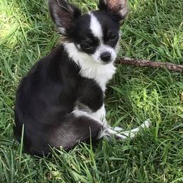 Chihuahua Puppies from Miller's Chihuahua