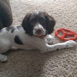 English Springer Spaniel Puppies from Whisky River Gun Dogs