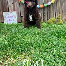 Poodle Puppies from Cosmic Caliber Standard Poodles