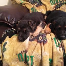 German Shepherd Puppies from Lost Creek German Shepherds LLC