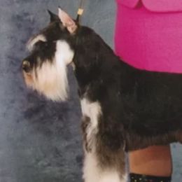 Zane - Miniature Schnauzer
