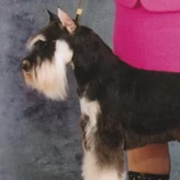 Zane - Miniature Schnauzer