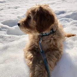  Puppies from Timber Rock Doodles