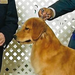 Athena - Golden Retriever