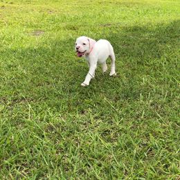 Boxer Puppies from Sand Creek Boxer Kennel