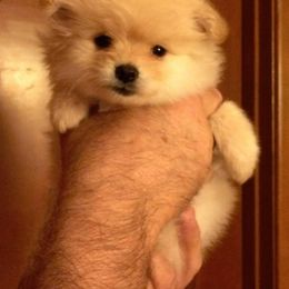 Pomeranian Puppies from DeMi Poms