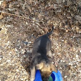 German Shepherd Puppies from von Haus Ulv