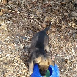 German Shepherd Puppies from von Haus Ulv