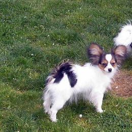 Papillon Puppies from Belladonna Papillons