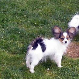 Papillon Puppies from Belladonna Papillons