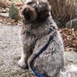 Derby - Australian Labradoodle