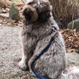 Derby - Australian Labradoodle