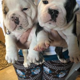 English Bulldog Puppies from Silver State Bulldogs
