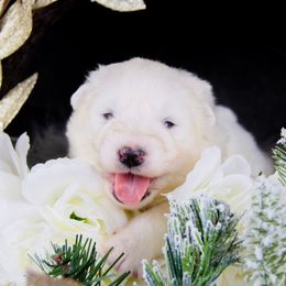 Clover - White and biscuit female Samoyed puppy in West Jordan, Utah from Rocky Mountain Samoyeds