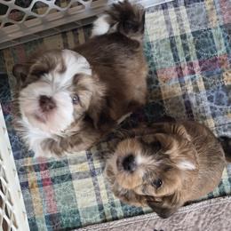 Red boy - Red male Havanese puppy in East Lansing, Michigan from VanCort's Happy Havanese