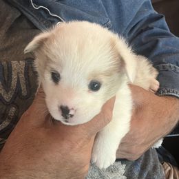 Boy 1 - Sable merle and white American Corgi puppy in Sequatchie, Tennessee from Green Star Farm Corgis