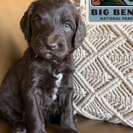 Big Bend - Chocolate male Labradoodle puppy in Lubbock, Texas from Lucky Labradoodles