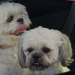 Shih Tzus from MM Doggz R Us