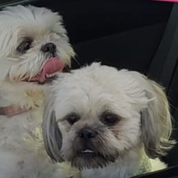 Shih Tzus from MM Doggz R Us