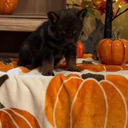 Yellow collar - Sable female German Shepherd puppy in Phenix City, Alabama from Black Rose Shepherds
