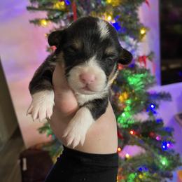 American Corgi and Pembroke Welsh Corgi Puppies from Flying K Corgis