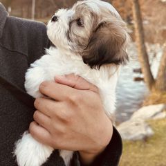 Shichon Puppies from Great Lakes Teddy Bear Dogs