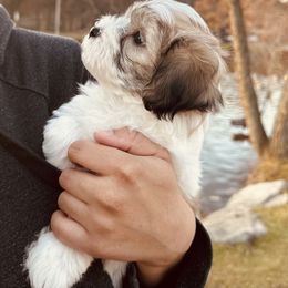 Shichon Puppies from Great Lakes Teddy Bear Dogs