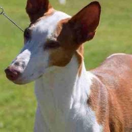 Chinese Cresteds, Ibizan Hounds, and Russian Toys from Frozen Star Kennels
