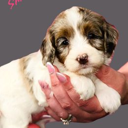 Assorted Doodle Crosses, Bernedoodle, Goldendoodle, and Labradoodle Puppies from Erica’s Doodles