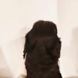 Tater - Black and tan male Cavalier King Charles Spaniel puppy in Wilburton, Oklahoma from My Kids Kennel