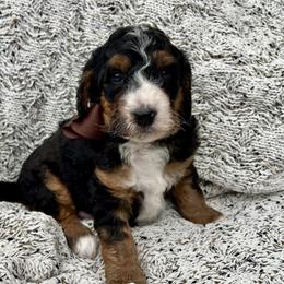 Charlie Brown Boy - Tri-color male Bernedoodle puppy in The Woodlands, Texas from Gracie's Goldendoodles and Bernedoodles