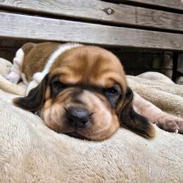 Zion - White male Colombian Fino Hound puppy in Kingston, Tennessee from Fino Hounds USA