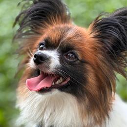 Bit - Papillon