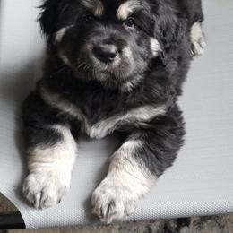 Tibetan Mastiff Puppies from Wanderlust Tibetan Mastiffs