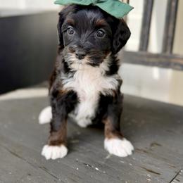 Emerald- green collar - Tri-color female Bernedoodle puppy in Salt Lake County, Utah from Coco Avenue Pups