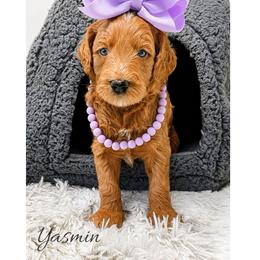 Yasmin - Red  female Goldendoodle puppy in State Road, North Carolina from Must Love Doodles