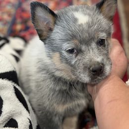 Australian Cattle Dog Puppies from Red Horizon ACD Kennels