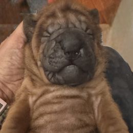 Boy - Red fawn male Chinese Shar-Pei puppy in Oakwood, Ohio from CarPeiDiem Chinese Shar-Pei