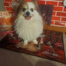 Bandit - Pomeranian