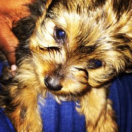 French Bulldogs and Yorkshire Terriers from M&M Yorkshire Terriers