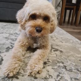 piper - Cavapoo