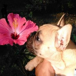 French Bulldog All Grown Up from North Coast Frenchies