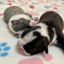 Girl 2 - Boston Terrier puppy in George West, Texas from Duke of Earl’s Boston Terriers