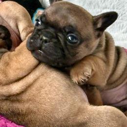 Bunkhouse Litter-Avery - Fawn female French Bulldog puppy in Kalispell, Montana from Grace & Grit Frenchies