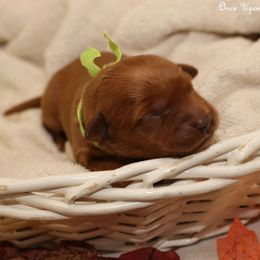 Polly's Lime Green Girl - Dark golden female Golden Retriever puppy in Idaho Falls, Idaho from Once Upon A Dream Kennels