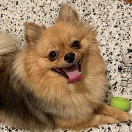 Pomeranians from Frank Sidders