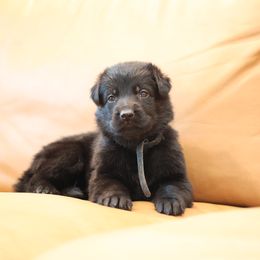 Black - Black female German Shepherd puppy in Newport Beach, California from Vom Bismarkhaus