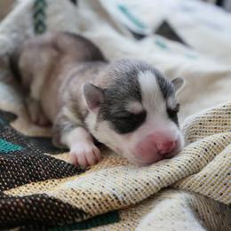 Mochi - Gray and white male Siberian Husky puppy in Bly, Oregon from Hill Top Huskies