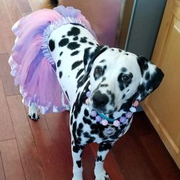 Addie - Dalmatian